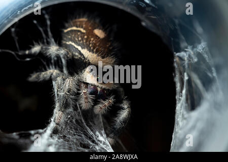 Regal Jumping Spider (Phidippus regius) Foto Stock