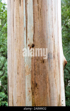 Il tronco del Monte Ceneri gum tree in Otway National Park, Victoria, Australia Foto Stock