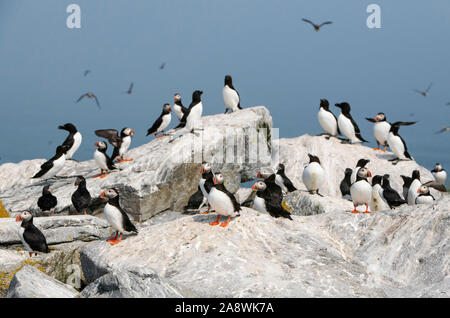 Colonie nidificanti di Atlantic Puffin (Fratercula arctica) e Razorbill o minore Auk (Alca torda). Guarnizione Machias isola al largo delle coste del Maine, Stati Uniti d'America. Foto Stock