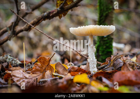 Lepiota clypeolaria fungo tra la variegata di foglie in una foresta Foto Stock