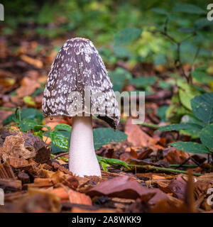 Bella velenoso Coprinopsis Picacea, gazza fungo fungo. Foto Stock