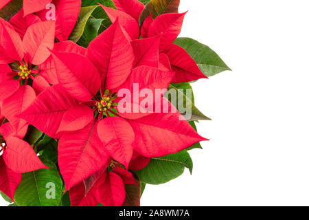 Poinsettia, fiore di Natale, isolata su uno sfondo bianco, girato dalla parte superiore con un posto per il testo Foto Stock