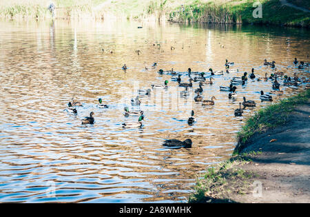 Lake Shore con anatre selvatiche, paesaggio autunnale Foto Stock