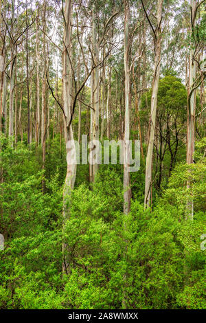 Giant Eucalyptus regnans alberi, conosciuta come Monte Ceneri, palude gomma arabica o gomma filante, è una specie di eucalipto trovato alla grande Otway National Park. Foto Stock