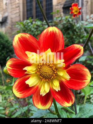 Dahllia "Pooh' nel sagrato giardino di Blackfriars chiesa in Stamford;arancio-rosso blushed con giallo. Dahlia Pooh è un grazioso collarette dahlia wh Foto Stock