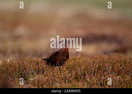 Maschio di gallo forcello rosso Lagopus lagopus o Willow Ptarmigan con distinte ri graticcio sopra l'occhio su una heather moor nel West Yorkshire Regno Unito Foto Stock