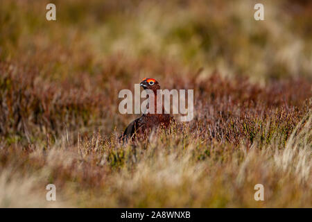 Maschio di gallo forcello rosso Lagopus lagopus o Willow Ptarmigan con distinte ri graticcio sopra l'occhio su una heather moor nel West Yorkshire Regno Unito Foto Stock