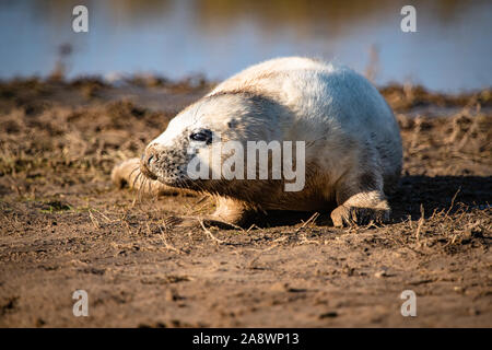 Giovani guarnizione grigio Pup sulla spiaggia carina Foto Stock