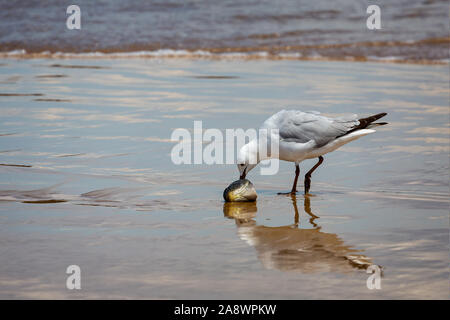 Chiudere fino a seagull beccare a pescare la testa sul bordo delle acque a beach Foto Stock