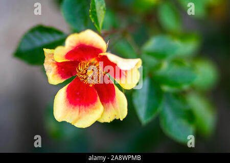 Ravvicinata di un bel rosso e giallo fiore rosa Foto Stock