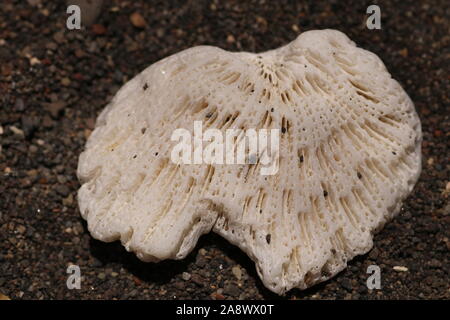 Bianco brillante corallo del mare sulla spiaggia con sabbia nera vulcanica. Interessante struttura con fori longitudinali sulla superficie. Superficie porosa del corallo. Foto Stock