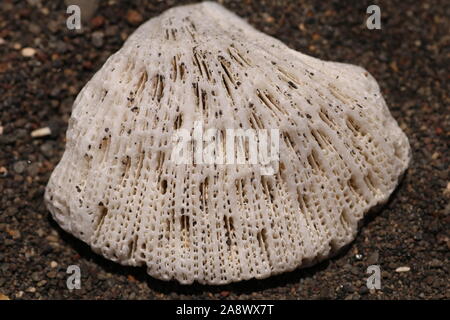 Bianco brillante corallo del mare sulla spiaggia con sabbia nera vulcanica. Interessante struttura con fori longitudinali sulla superficie. Superficie porosa del corallo. Foto Stock
