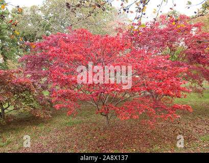 Acer palmatum, comunemente noto come imperatore rosso acero, acero palmate, acero giapponese o liscia giapponese di acero, specie di pianta legnosa nativa per il Giappone. Foto Stock