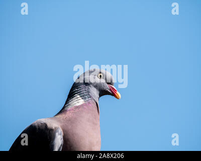 Ritratto di comune il colombaccio Columba palumbus, contro il cielo blu, Paesi Bassi Foto Stock