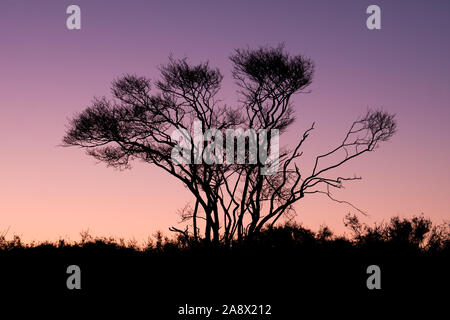 Silhouette di bald juneberry, Amelancier lamarckii, albero in inverno contro il cielo al crepuscolo, Paesi Bassi Foto Stock