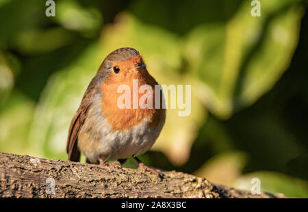 Unione Robin, appollaiato al sole in un giardino inglese, Autunno 2019 Foto Stock