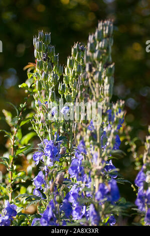Delphinium grandiflorum siberiano larkspur, Foto Stock
