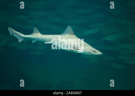 Nördlicher Glatthai, Weißgefleckter Glatthai, Gefleckter Glatthai, Glatthai, Hai, Haie, Mustelus asterias, liscio stellate-hound, liscio stellato-hound, Foto Stock