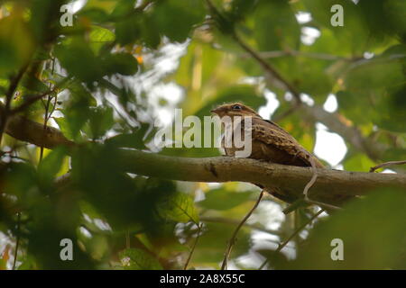 Grande-tailed nightjar (Caprimulgus macrurus) seduto su un ramo di albero nella campagna del Bengala Occidentale in India Foto Stock