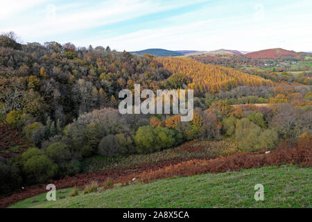 Larice alberi larici alberi conifere piantagione in autunno crescente in campagna con naturale bosco deciduo Carmarthenshire Galles UK KATHY DEWITT Foto Stock