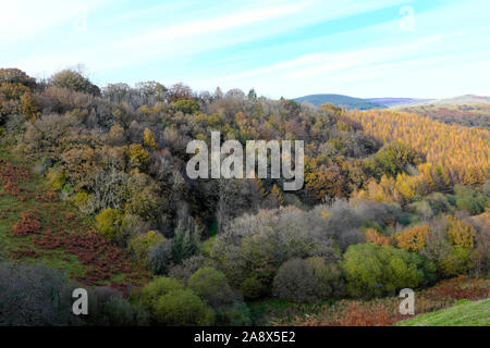 Quercia naturale bosco bosco bosco bosco bosco bosco paesaggio ardesia alberi piantagione campagna in autunno Carmarthenshire Galles UK KATHY DEWITT Foto Stock