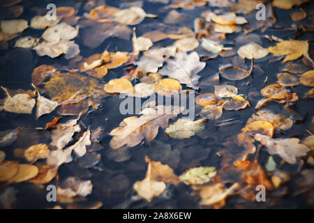 Varie Foglie di autunno giacciono, caduti dai rami in un buio grigio sporco pozza nel novembre del tempo. Foto Stock