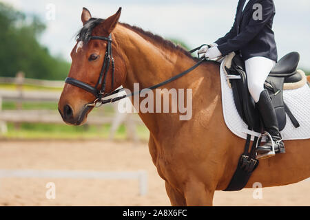 Una bellissima baia a cavallo con un punto bianco sulla sua fronte e un giovane pilota in sella su una soleggiata giornata estiva. Foto Stock