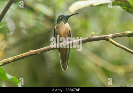 Fawn-breasted hummingbird brillante (Heliodoxa rubinoides), Bellavista Cloud Forest Riserve, Mindo, Ecuador Foto Stock