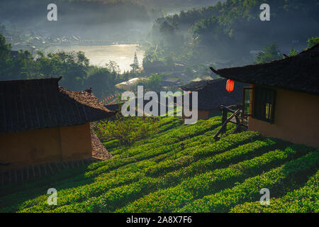 La piantagione di tè sulla natura delle montagne alla luce solare e flare concetto di sfondo in Ban Rak Thai, Mae Hong Son, Thailandia Foto Stock