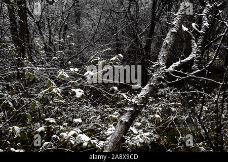 Creepy foresta con gli alberi morti dopo una nevicata Foto Stock