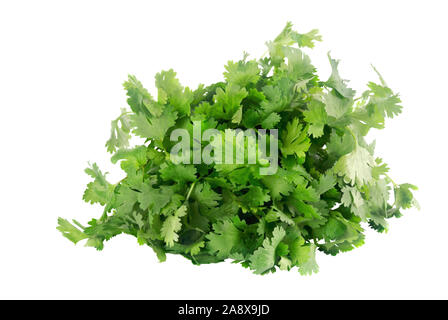 Fresh mazzetto di coriandolo conosciuto anche come le foglie di coriandolo isolato su un fondo bianco. Si tratta di un popolare mediterranea alle erbe. Foto Stock