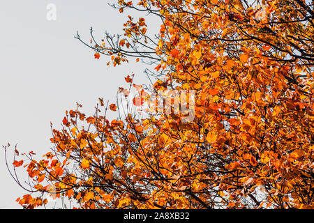 Autunno sfondo con il fuoco selettivo tecnica di giallo e arancione esce su albero Foto Stock