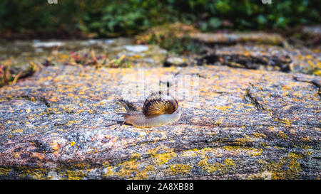 Snail strisciando su un hard rock texture in natura; marrone striato lumaca camminando sulle rocce in giornata piovosa, Brittany (Bretagne), Francia Foto Stock