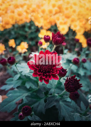 Close up red crisantemi gemme fioritura in giardino. Autunno in fiore fiori sullo sfondo della natura. Colpo verticale con la fioritura di colore rosso cremisi ch Foto Stock