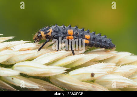 Larva di coccinella (Coccinella septempunctata) a 7 punti che strisciano lungo la testa dei semi d'erba. Tipperary, Irlanda Foto Stock