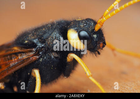 Close up Urocerus gigas sawfly femmina in appoggio sul legname log. Tipperary, Irlanda Foto Stock