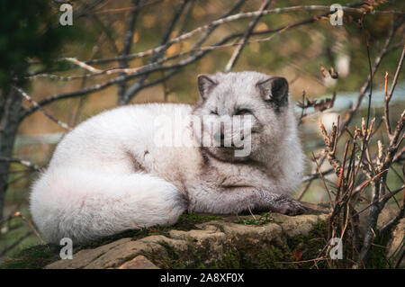 Immagine di panorama di un captive Artic Fox, Vulpes lagopus, presso l'Highland Wildlife Park, Kincraig,Scozia. Il 30 ottobre 2019 Foto Stock