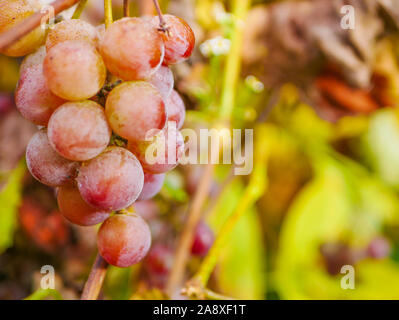 Grandi uve rotonde. Close-up di un gran mucchio di ripe rosso Verico uva che cresce su una vite nella luce solare, una delle varietà di uve da tavola Foto Stock