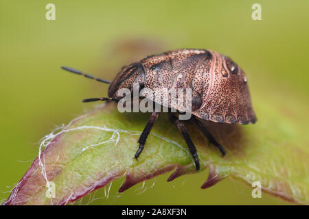 Tartaruga ninfa Shieldbug (Eurygaster "testudinaria) seduto su foglie di piante. Tipperary, Irlanda Foto Stock