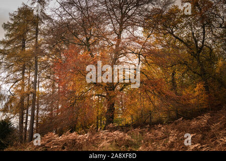 Immagine colorata di alberi autunnali attraverso Glen Lyon in Perth and Kinross, Scozia. 3 Novembre 2019 Foto Stock