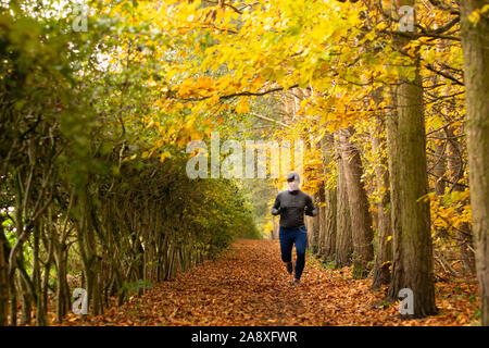 Uomo in abiti caldi in esecuzione su foglie coperta Cheshire sentiero costeggiato da faggi e biancospino in impostazione di autunno Foto Stock
