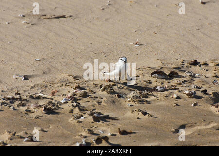 Di piccole dimensioni e di colore bianco-fronteggiata Plover uccello sulla spiaggia di sabbia (Charadrius marginatus) Foto Stock