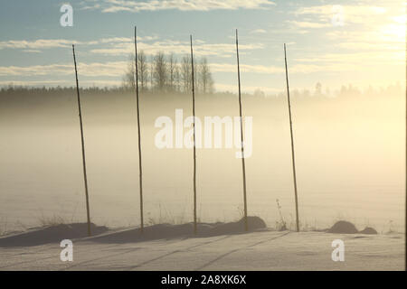 Cinque alti pali di legno nel paesaggio invernale e campi. Durante la stagione estiva i poli sono utilizzati come supporto di impianti per il settore del luppolo. Foto Stock