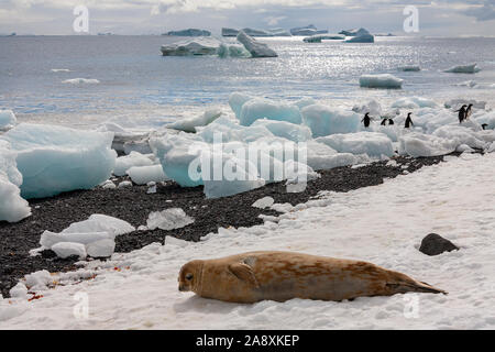 Antartico femmina pelliccia sigillo (Arctocephalus gazella) su Brown Bluff sulla penisola Tabarin nel nord Antartide. Foto Stock