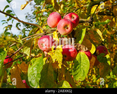 Mele rosse su un albero in tempo soleggiato. Alberi da frutto con mature mele rosse nella piantagione su una soleggiata giornata estiva. Azienda agricola per la coltivazione di mele. Lucky Foto Stock