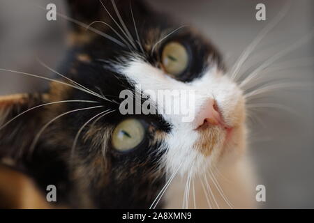 Close-up verticale di un big-eyed mustachioed cat Foto Stock