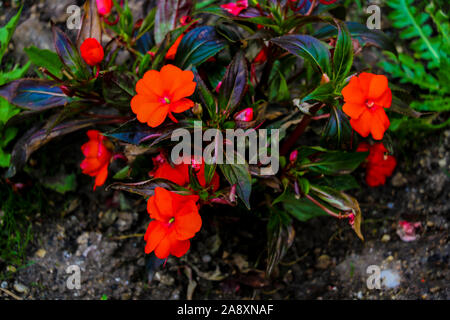 Bella Impatiens fiori del giardino, il fuoco selettivo Foto Stock