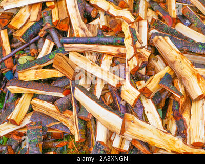Appena tagliato i registri ad albero. Tagliare i registri di pino. Close-up. Legna da ardere per l'inverno. Bouquet di molti registri di fresco. I registri di bagnato. Colore arancio tagliate Foto Stock