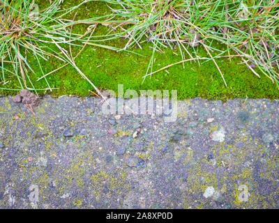 Pavimentazione in lastre coperte di muschio. Vista grande. Moss rock, pietre per pavimentazione coperti di muschio, vs umana natura, forte natura Foto Stock