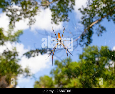 Una grande banana spider siede in cima del web in Everglades della Florida. Sebbene queste crociere possono essere di dimensioni molto grandi, non sono pericolosi per gli esseri umani. Foto Stock